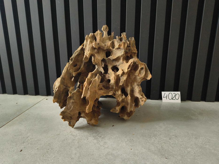 korzeń Driftwood Dragonwood 4020 DZIURAWY akwarium terrarium 25x21x25
