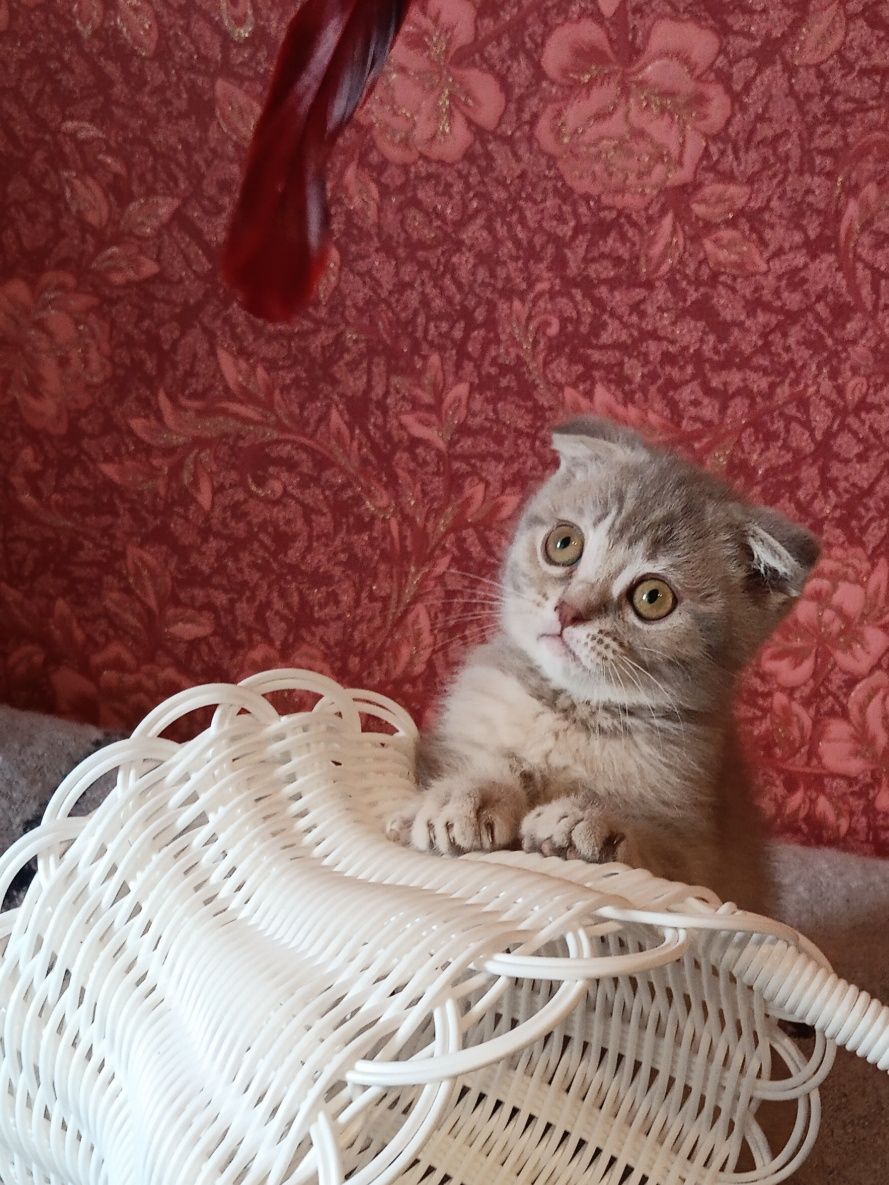Пухнастий чекає маму