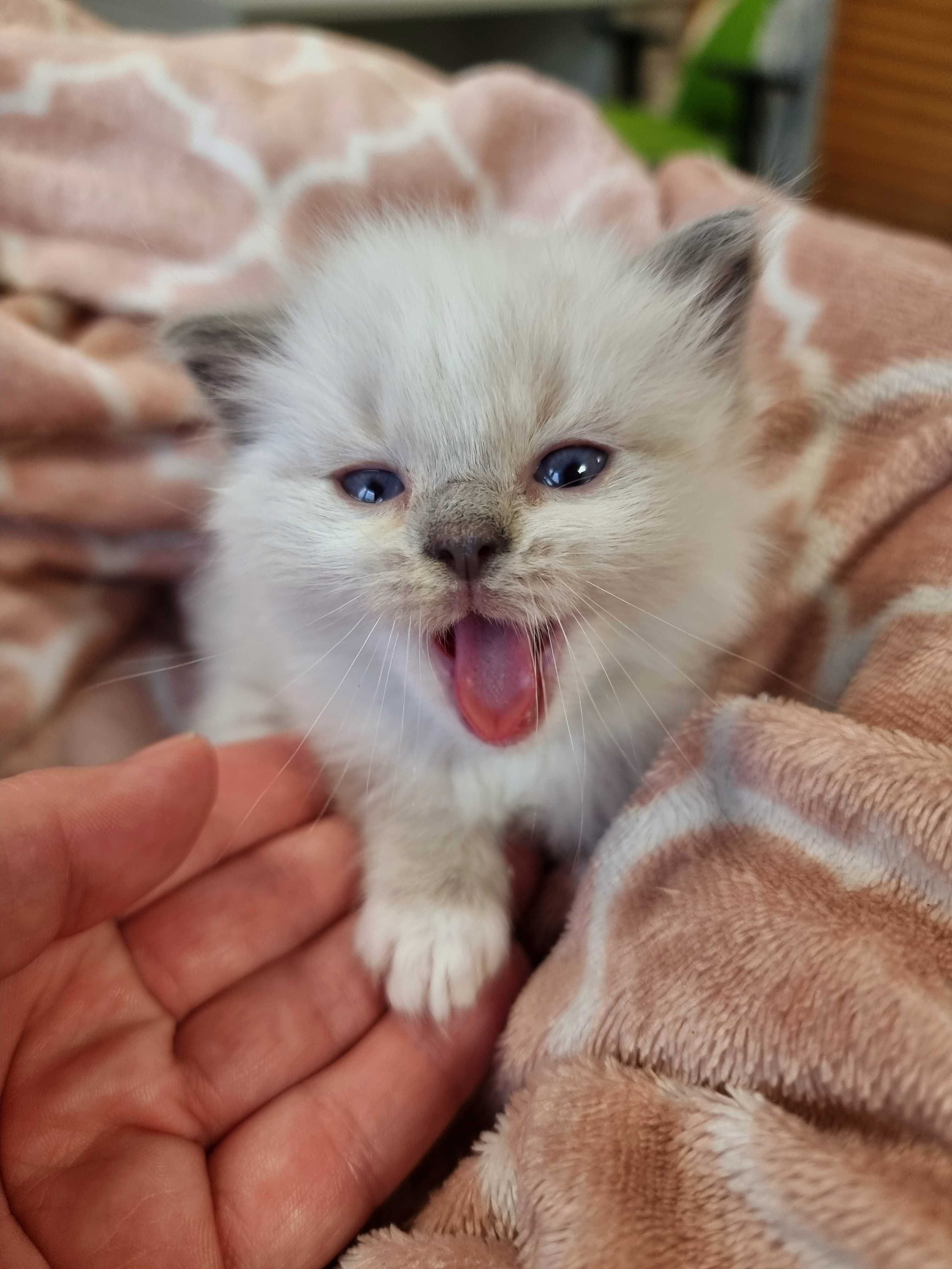Sprzedam kotka rasy RAGDOLL