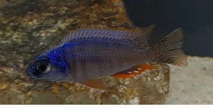 Pyszczaki Protomelas sp. steveni taiwan (zarezerwowane)