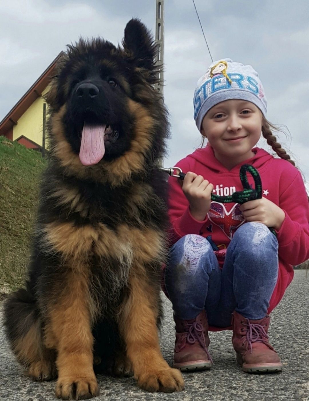 Owczarek niemiecki długowłosy FCI ZkwP