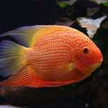Severum Red Spotted