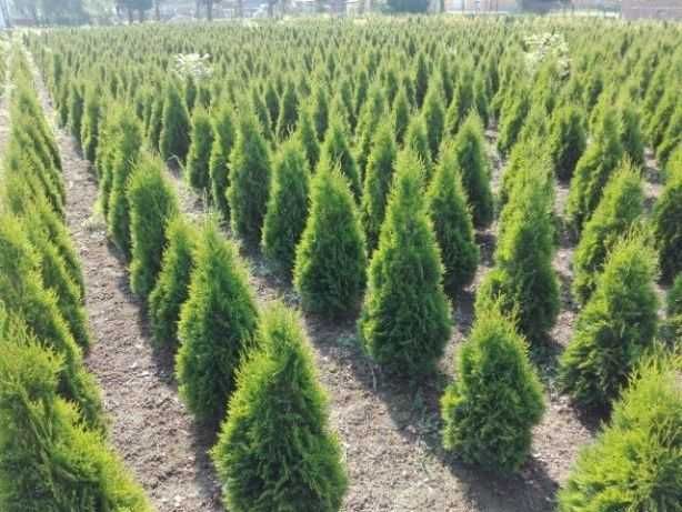 Tuja brabant 200cm, szmaragd , dowóz gratis, SADZIMY