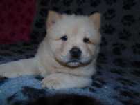 Suczka chow chow