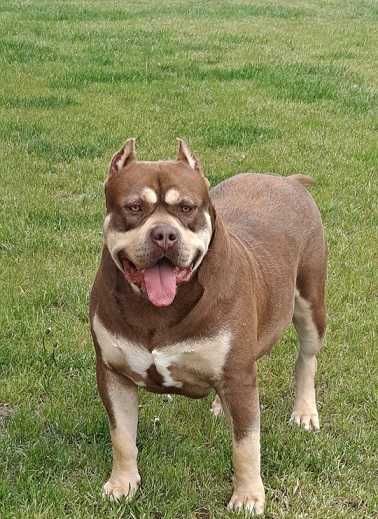 mericn bully xl pies piękny dobre pochodzenie