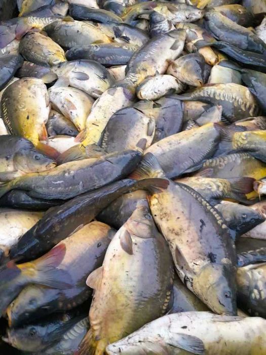 Karp żywy, patroszony, handlowy sprzedaż Karpia