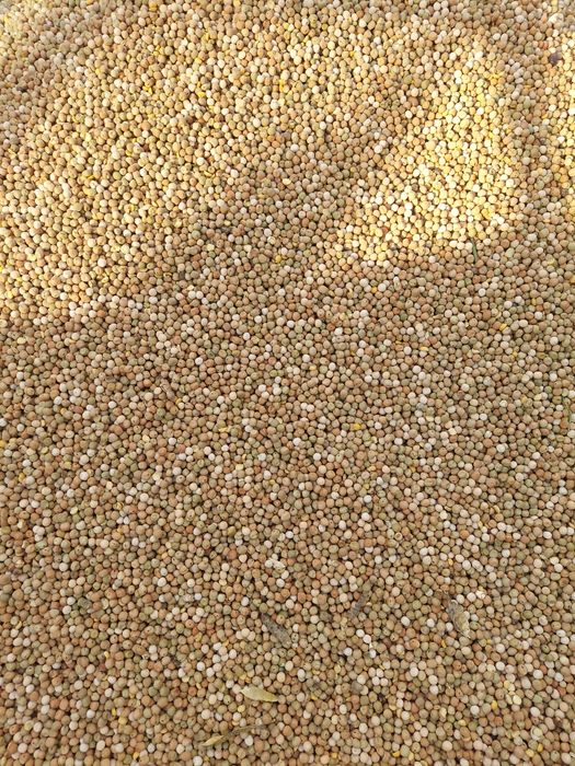 Groch na paszę dla gołębi