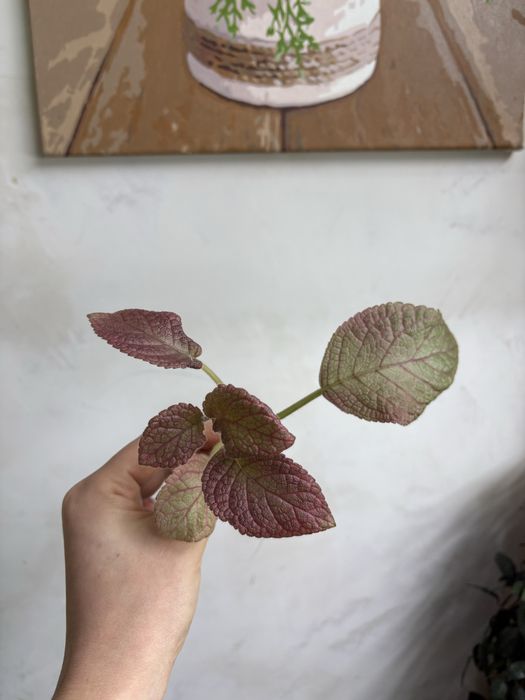Епісція Золота Осінь, Episcia Golden Autumn