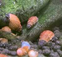 Caracóis para aquário (planorbis, melanoides)
