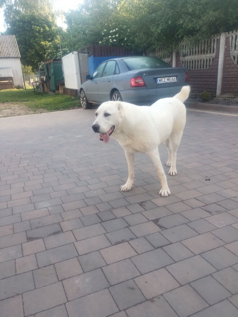Sprzedam owczarka. Środkowazjatyckiego