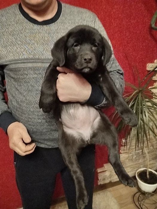 Продам чудових Лабрадорчиків