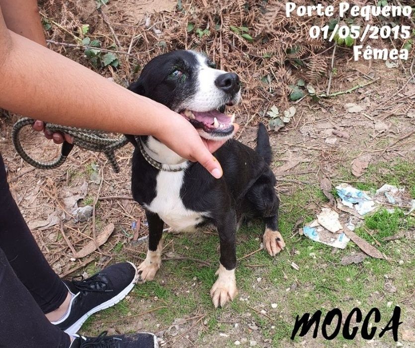 Cadela Porte Médio Para Adoção (Mocca)