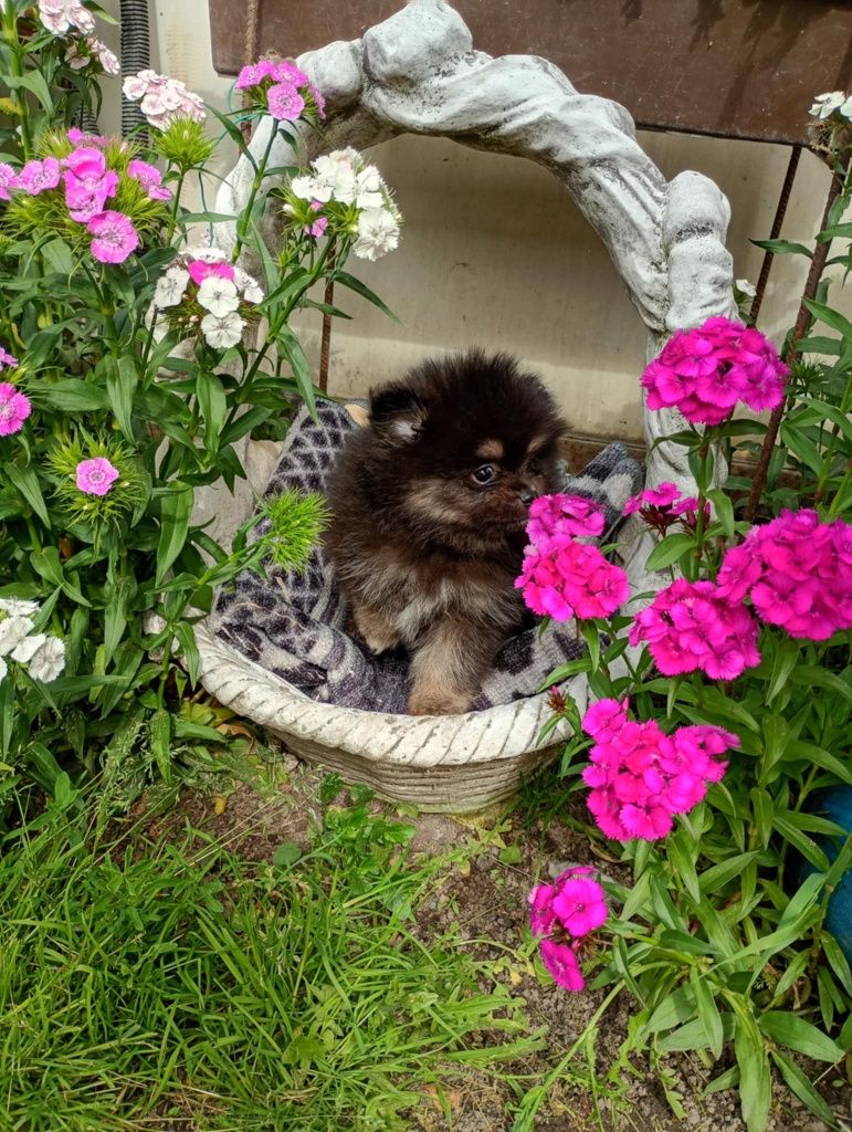 Szpic miniaturowy pomeranian chłopak