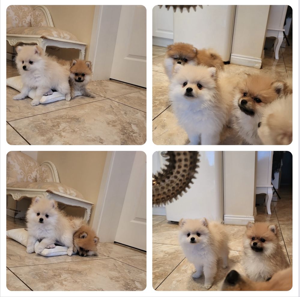 Szpic miniaturowy pomeranian miś xs krem słodziak