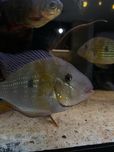Acarichthys heckelii 5 szt ziemiojady