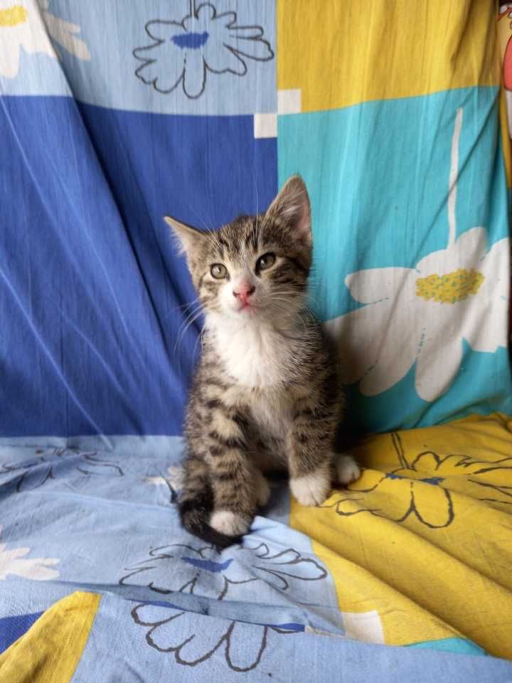 kot, kotek, kotki