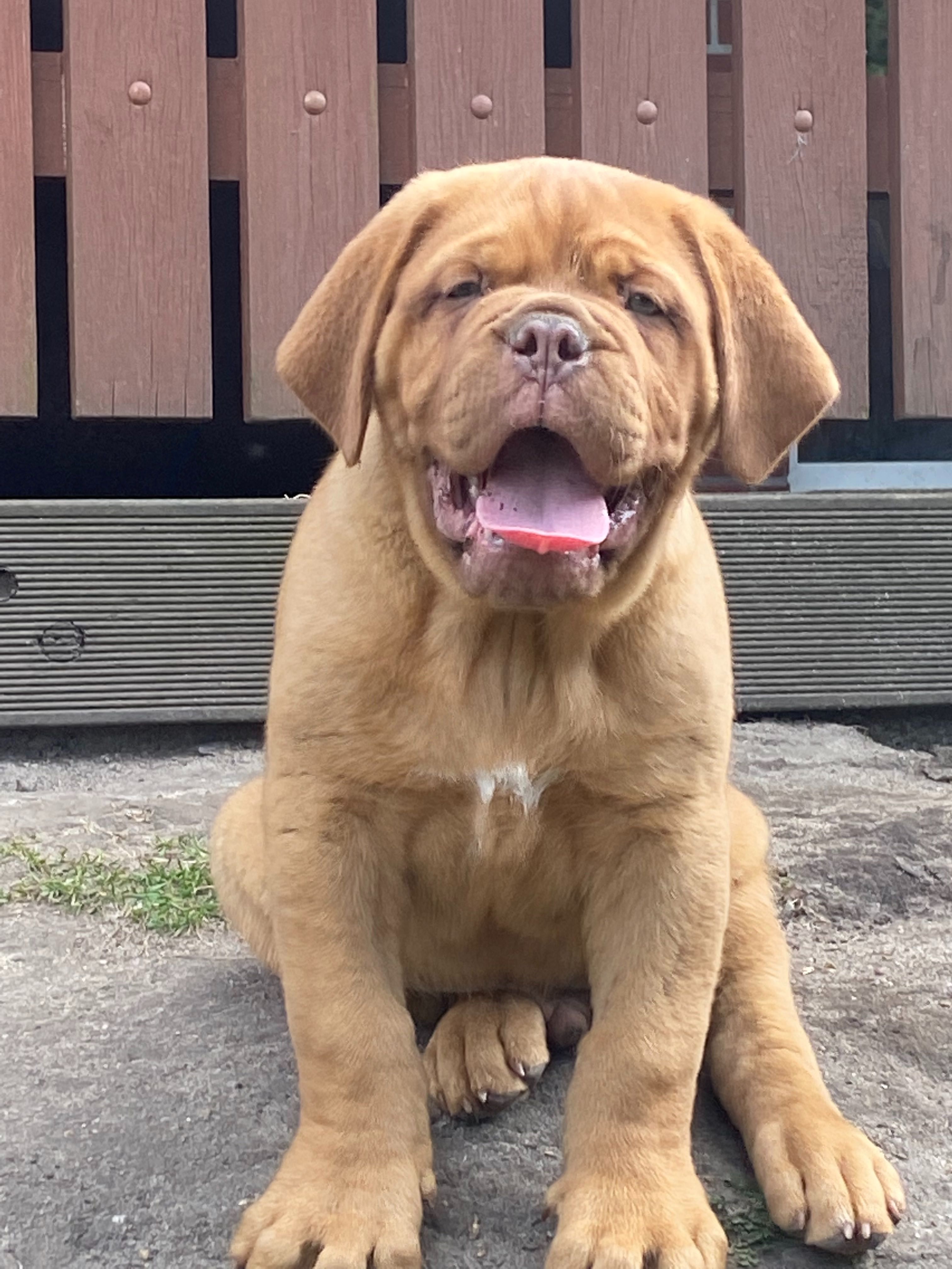 Dogue de Bordeaux