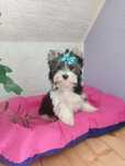 Yorkshire terrier biewer śliczny piesek