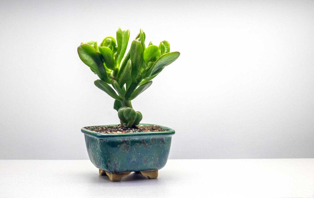 Крассула Horrum. Денежное дерево Хорум. Толстянка редкий вид