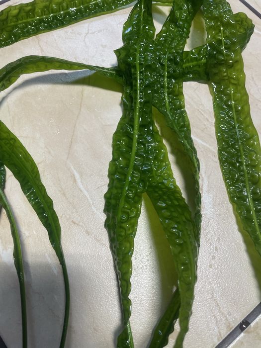 Roslina akwariowa cryptocoryne 80 cm