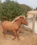 Ponei 4 anos castrado