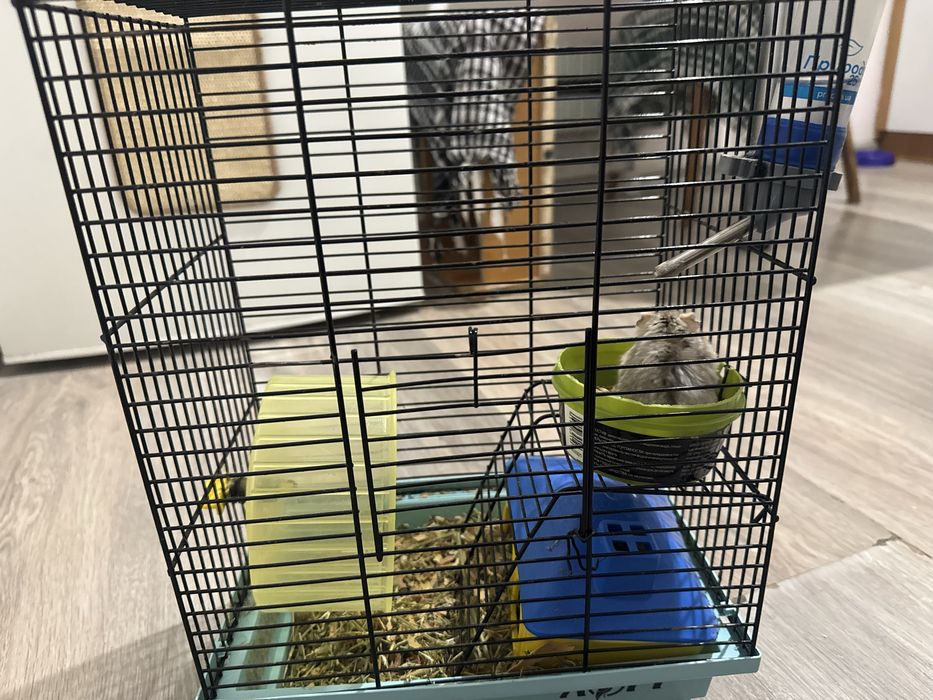 Хомʼяк Джунгарик