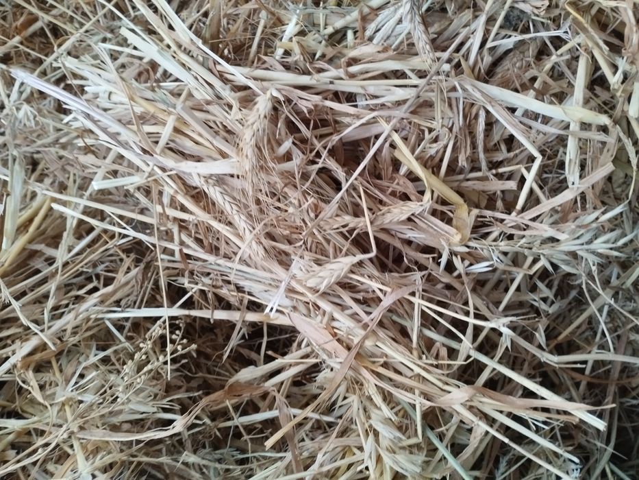 Fardos feno excelente qualidade