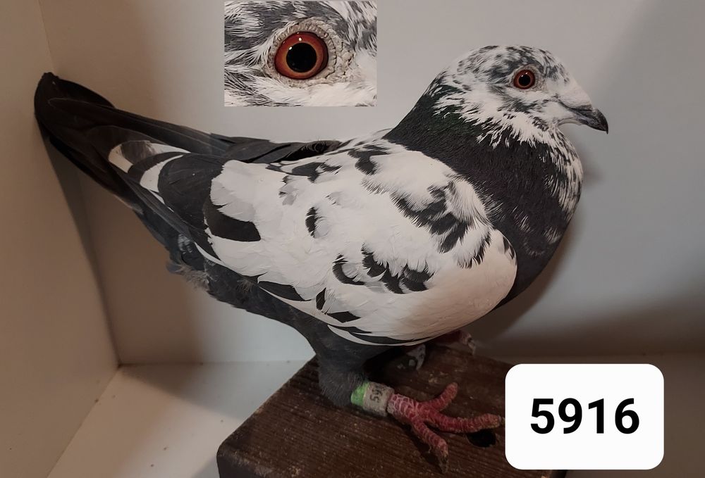 Gołębie Pocztowe Lini Scherens Vangramberen