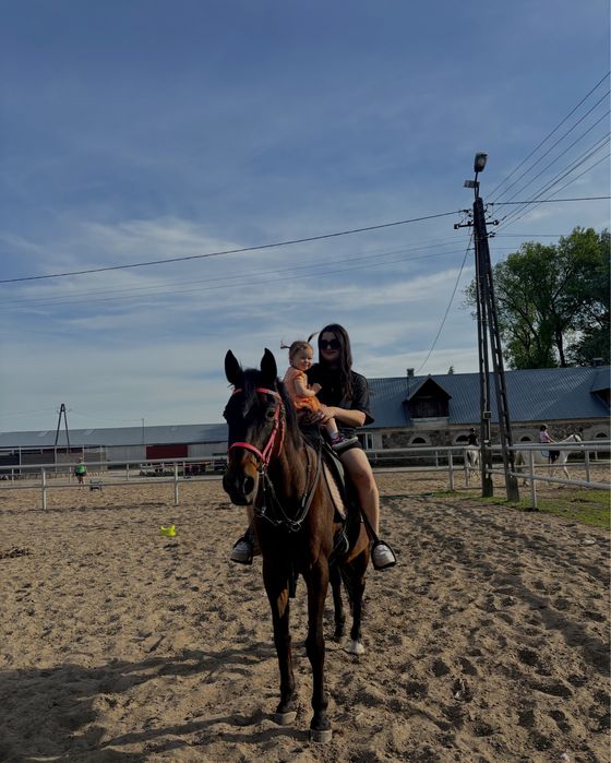 Klacz arabska ROSA / dzierzawa w zamian za koszty utrzymania/sprzedaz