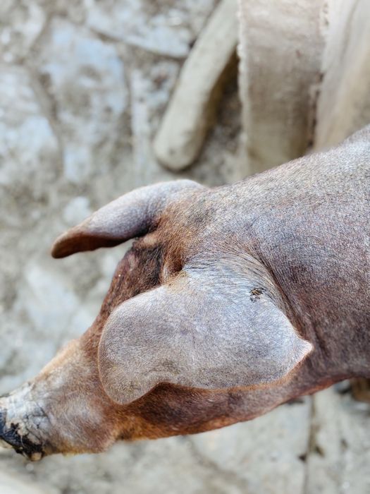 Vendo porco cruzado duroc