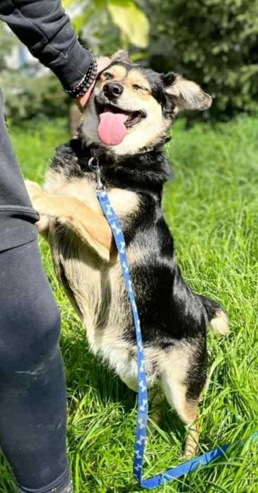 Bonita tryskająca optymizmem  szuka domu