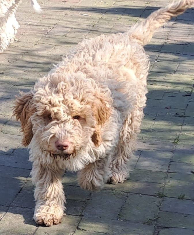 Szczeniaki lagotto romagnolo