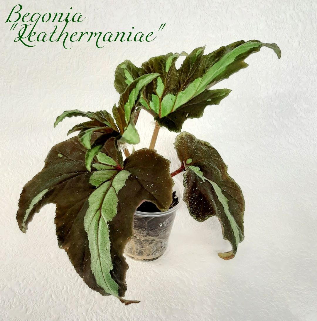 Begonia /Leathermaniae