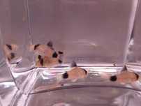 Kirysek corydoras panda