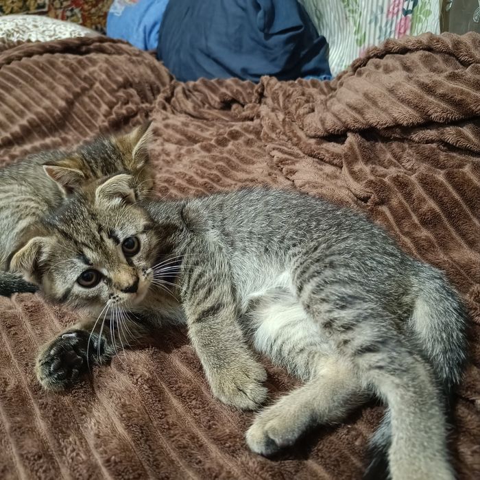 Бесплатно Шотлендец вислоухий