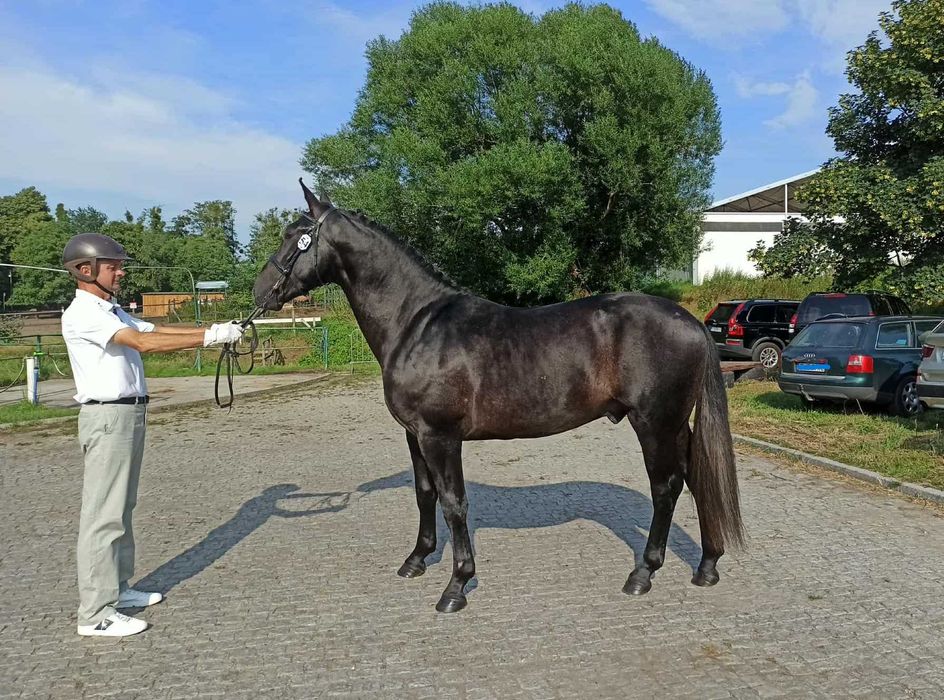Ogier śląski, 2,5 letni