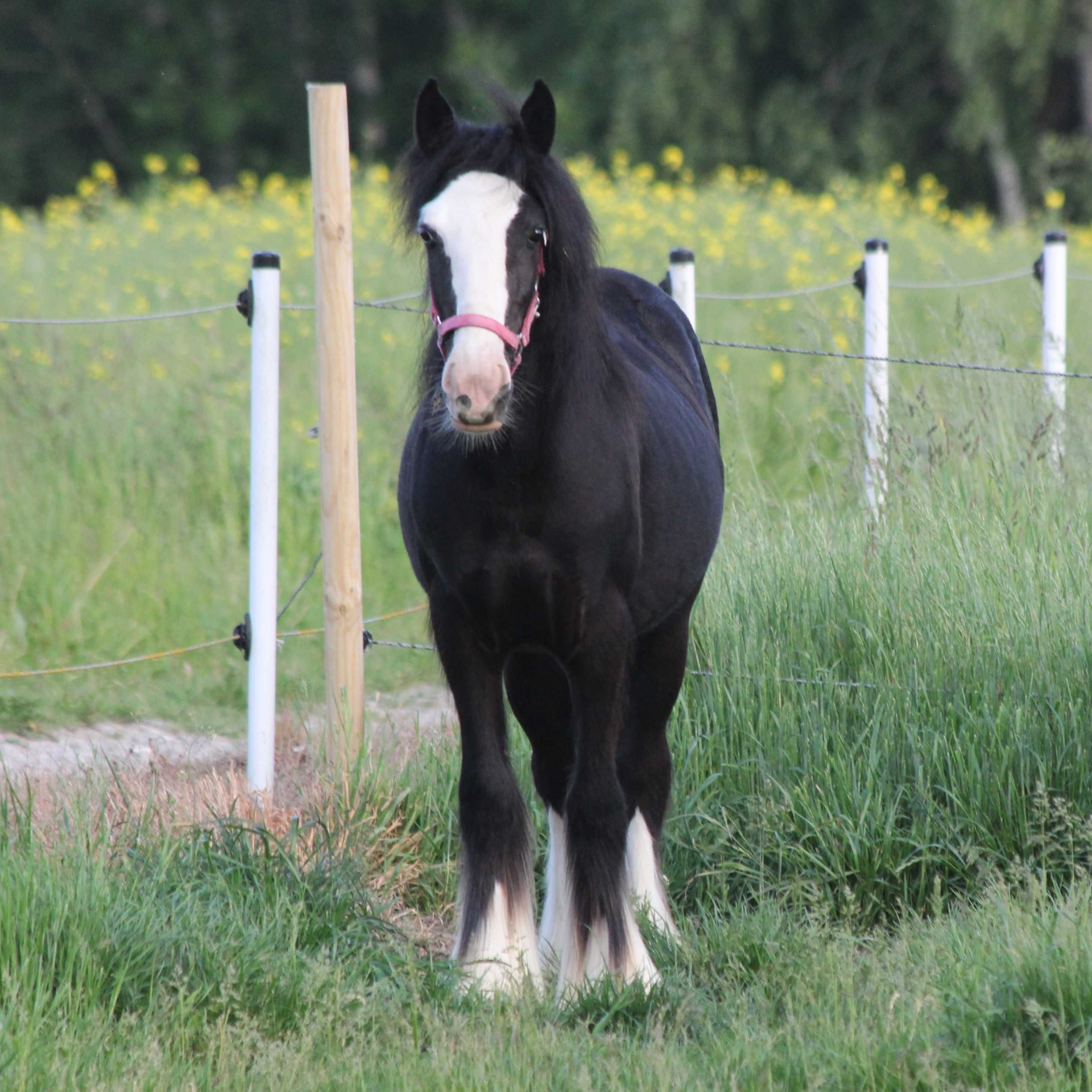 Klacz irish cob 14 m-cy, tinker, gypsy