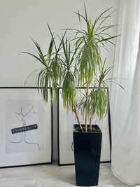 Dracena w czarnej donicy duza roslina 187cm