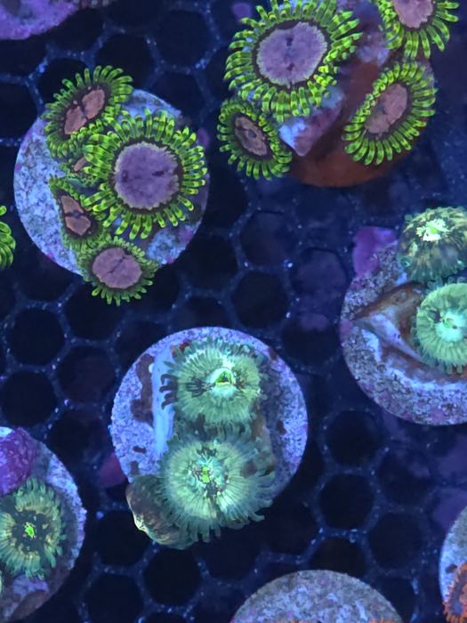 Frags de zoas, corais de agua salgada