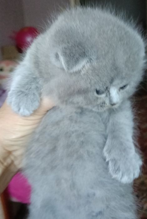 Котики - ведмедики.