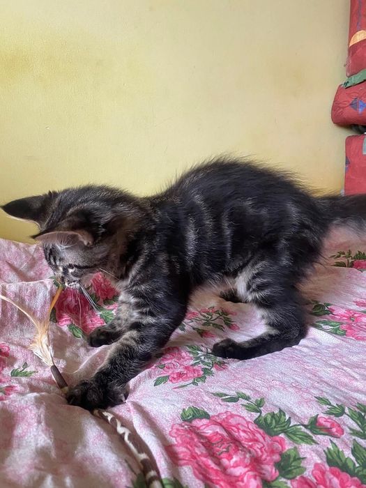 Maine Coon piękny kocurek