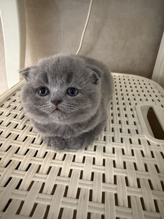 Котята скоттиш-фолд