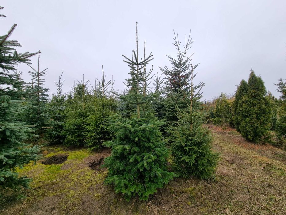 Jodła kaukaska 250cm
