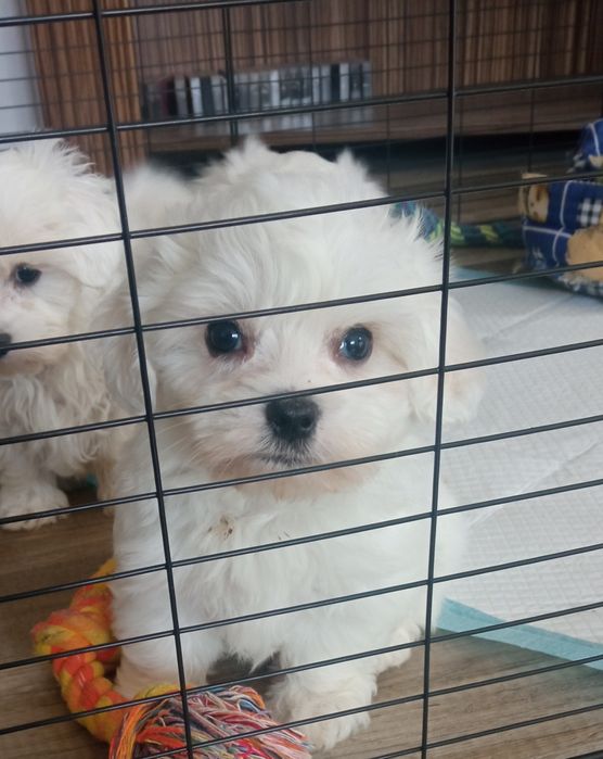 Maltańczyk szczeniak