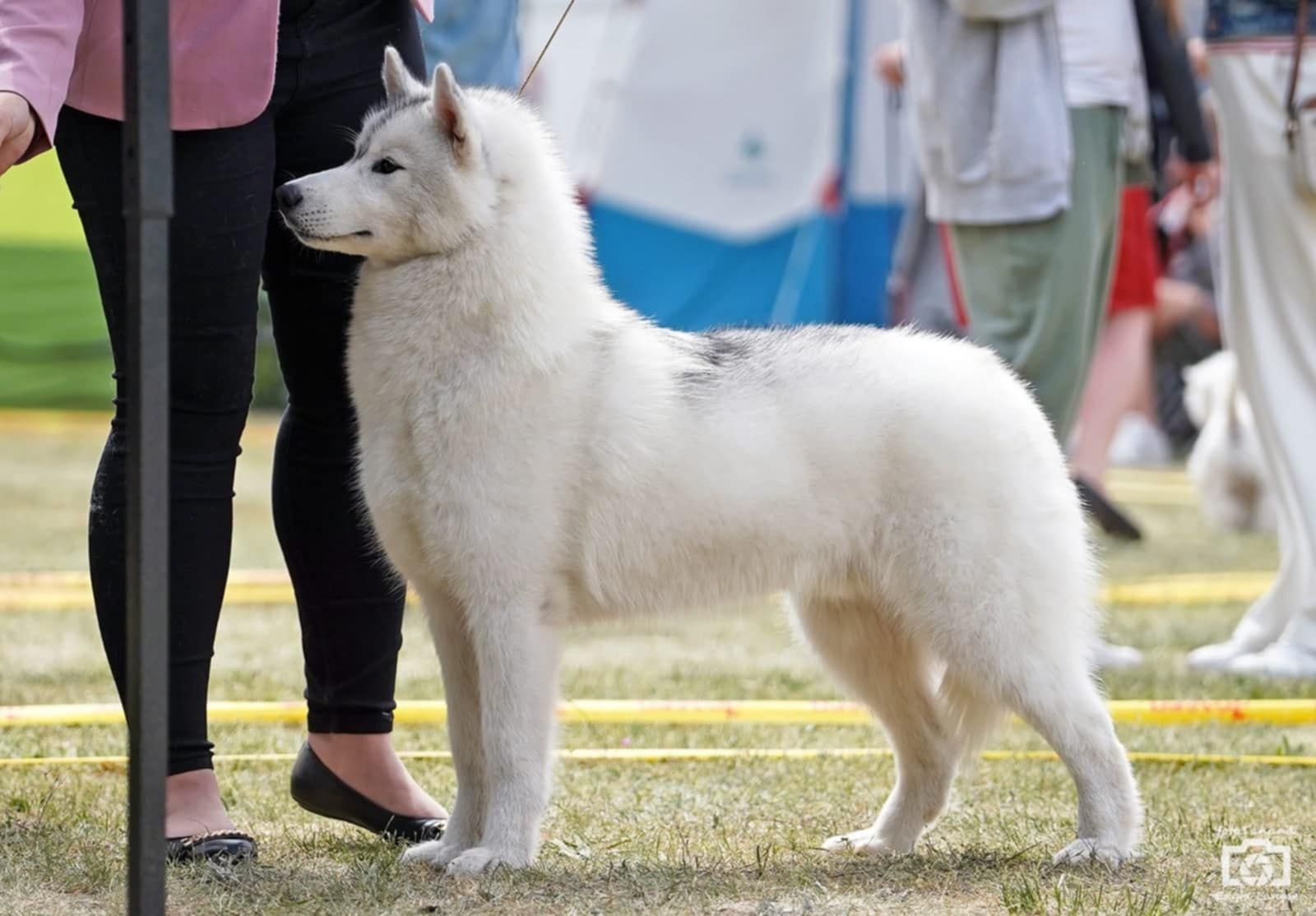 Siberian Husky FCI ZKwP - planowany miot