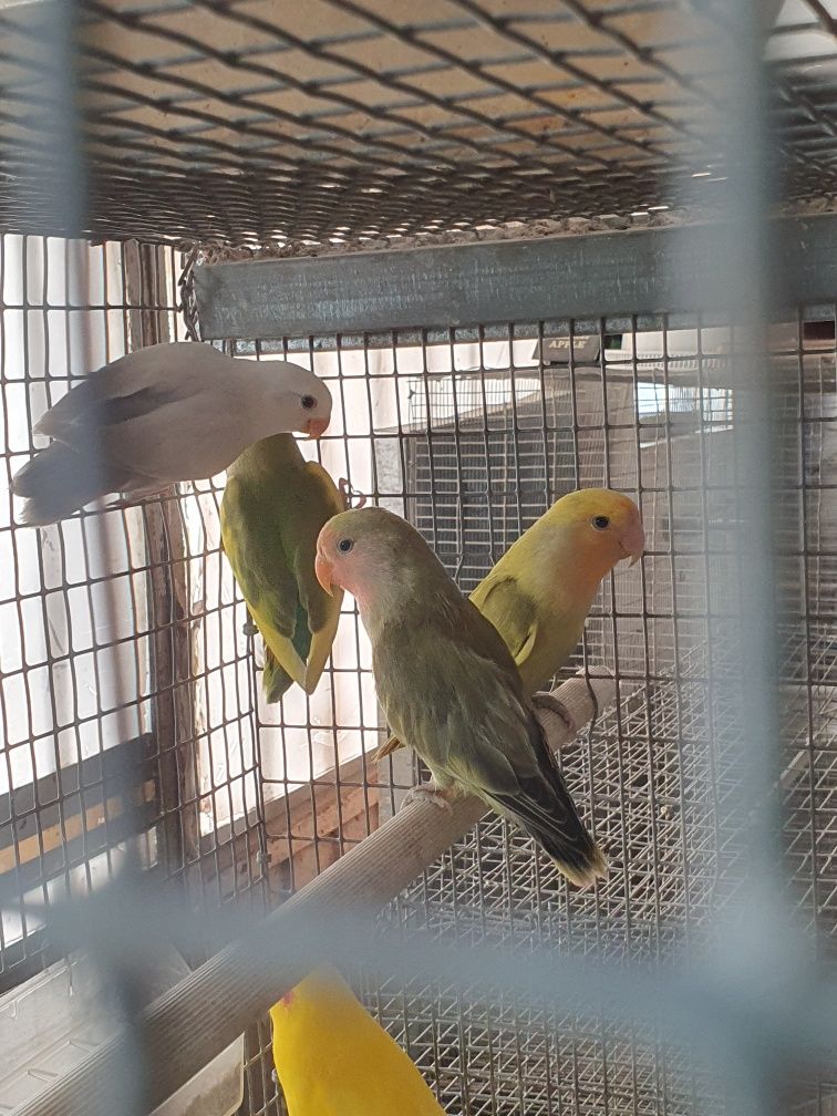 Agapornis varias mutações.