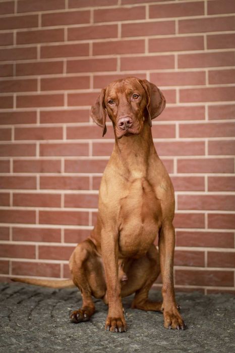 wyżeł węgierski , vizsla , szczenię zkwp/fci