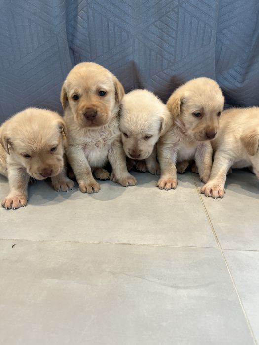 Labrador Retriever