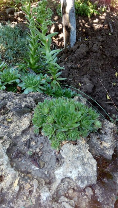 Почвопокровные Гвоздика, Молодило, Седумы, Дюшенея