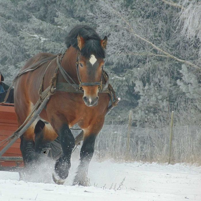 Sprzedam ogiera  GAWTER  Wiceczempion - 85 pkt.- SZTUM